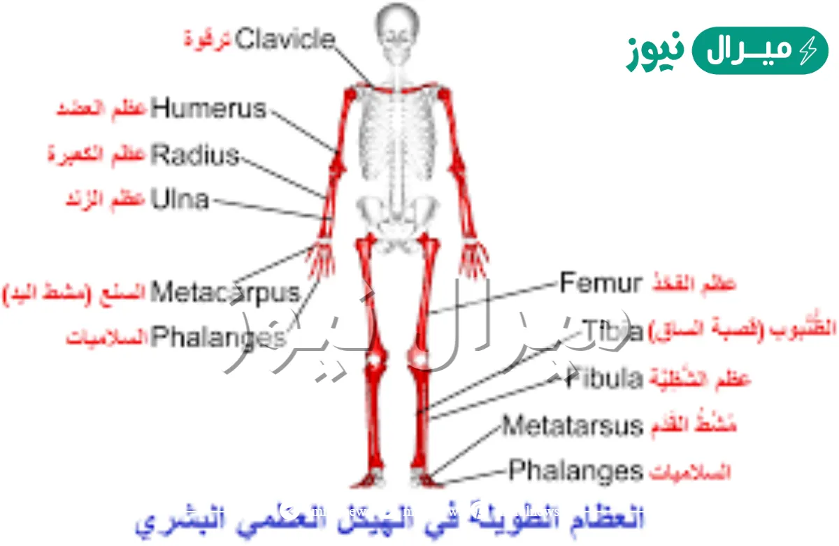 يعمل غلاف العظم السمحاق على تقليل الاحتكاك الذي ينتج عن حركة العظام