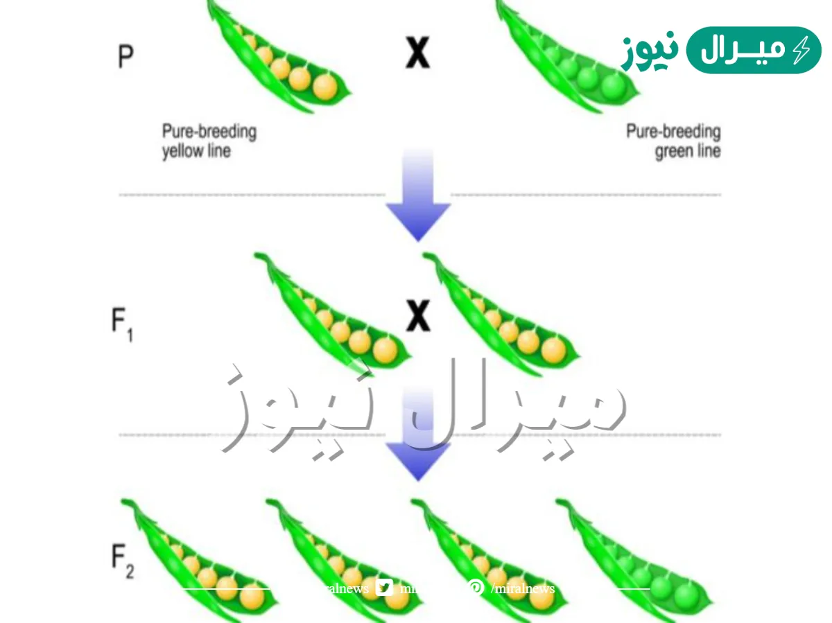 أجرى مندل تجاربه في الوراثة على نبات