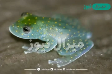 أي أنواع البرمائيات التالية له غدة سامة خلف رأسه تستخدم في إبعاد المفترسات ؟