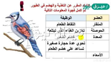 العضو الذي يقوم بتخزين الطعام الذي تبتلعه الطيور