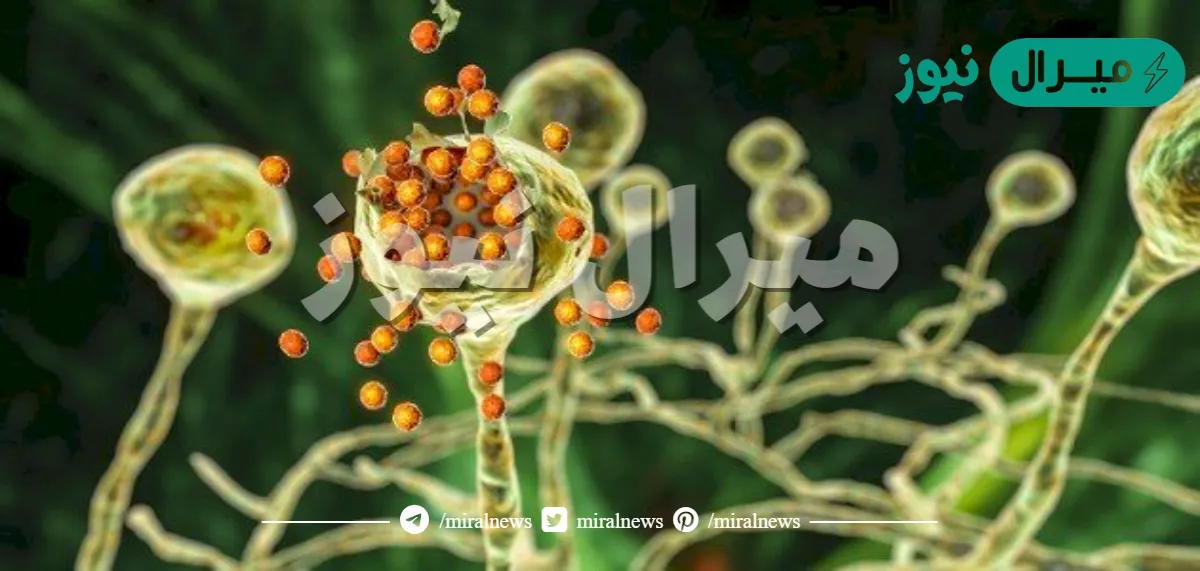 تختلف الفطريات عن النباتات في طريقة حصولها على الغذاء.فالنباتات تصنع غذاءها بنفسها.أما الفطريات فتحصل على غذائها من المخلوقات الحية الأخرى.