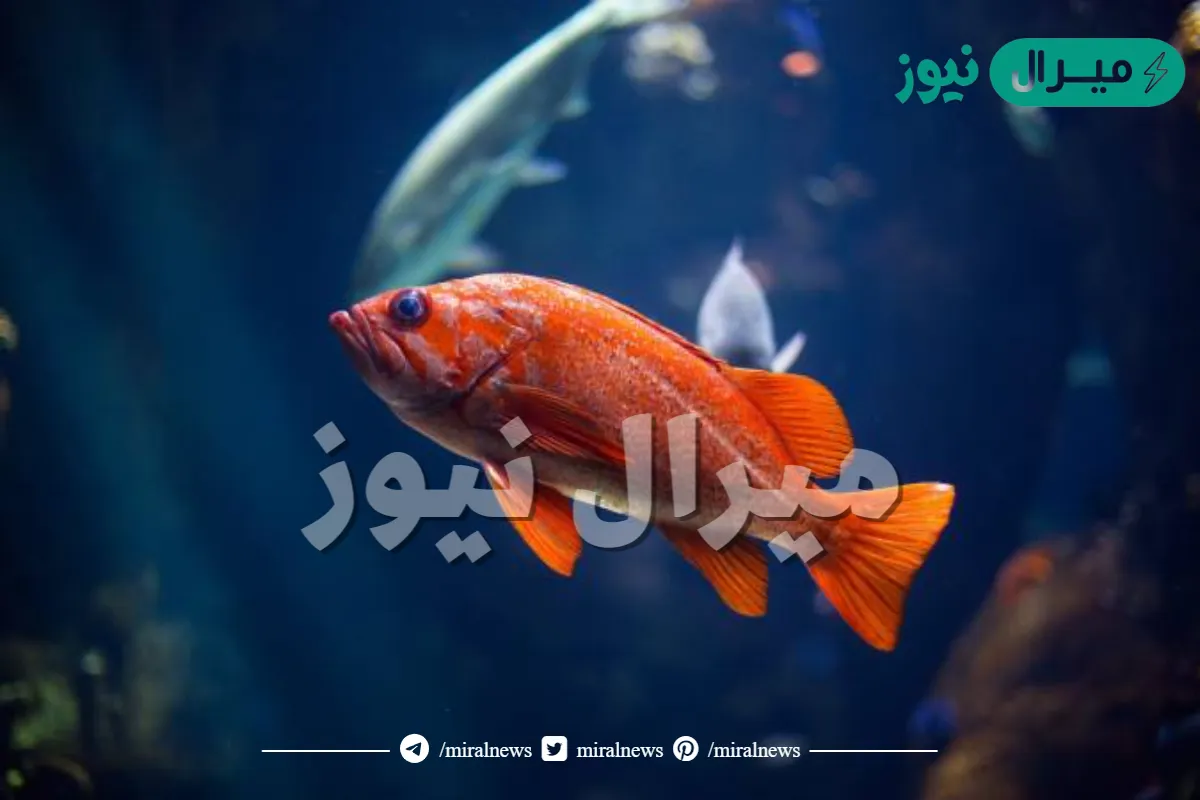 تركيب يسمح للسمكة بالتحكم في عمق غوصها ؟