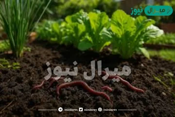 تستخدم هذه الديدان في تهوية التربة وزيادة خصوبتها