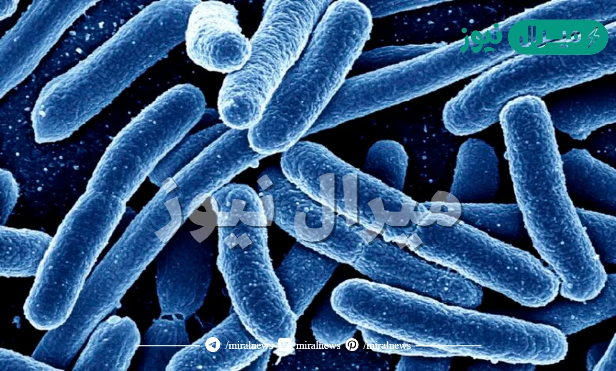 تعيش البدائيات المحبة للحرارة والحموضة في