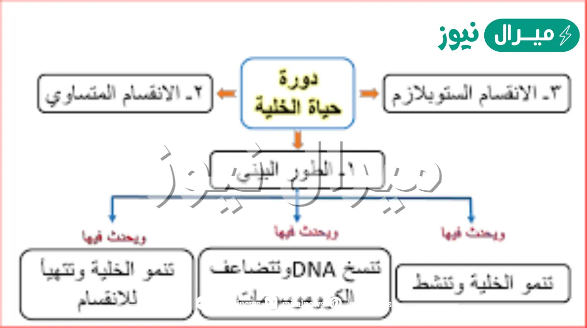 رتب مراحل تطور الخلية.