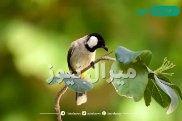 يتميز الجهاز التنفسي في الطيور بوجود الأكياس الهوائية