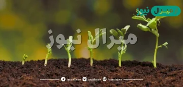 الهرمون المسؤول عن استطالة النباتات