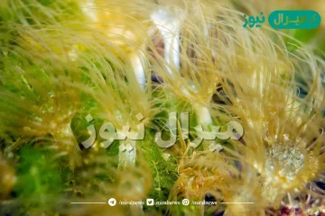 تعود أهمية وجود صبغة الكاروتين في الطحالب التي تعيش تحت سطح الماء بدلاً من صبغة الكلوروفيل إلى