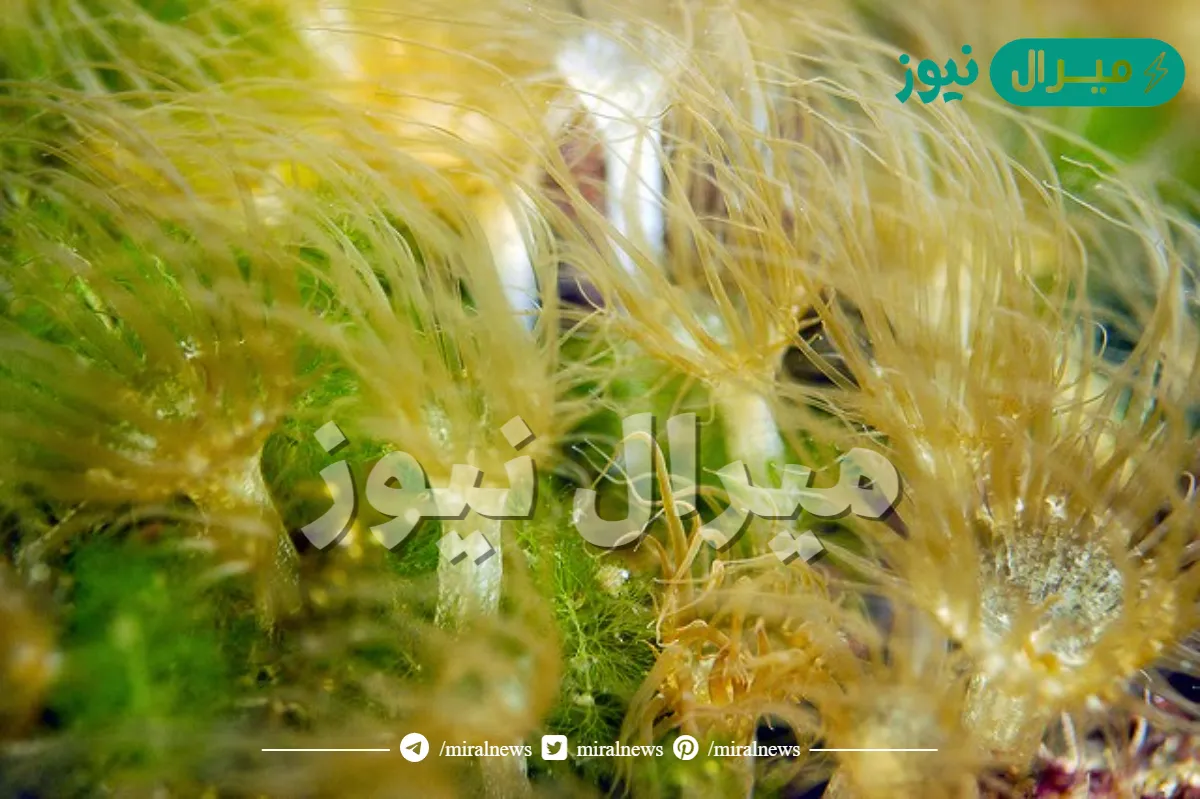 تعود أهمية وجود صبغة الكاروتين في الطحالب التي تعيش تحت سطح الماء بدلاً من صبغة الكلوروفيل إلى