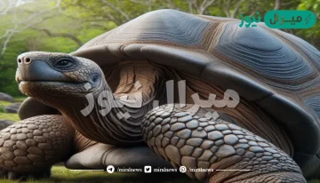 تكيفت حيوانات اليابسة للحصول على الأكسجين بشكل فعال أكثر من الماء بسبب