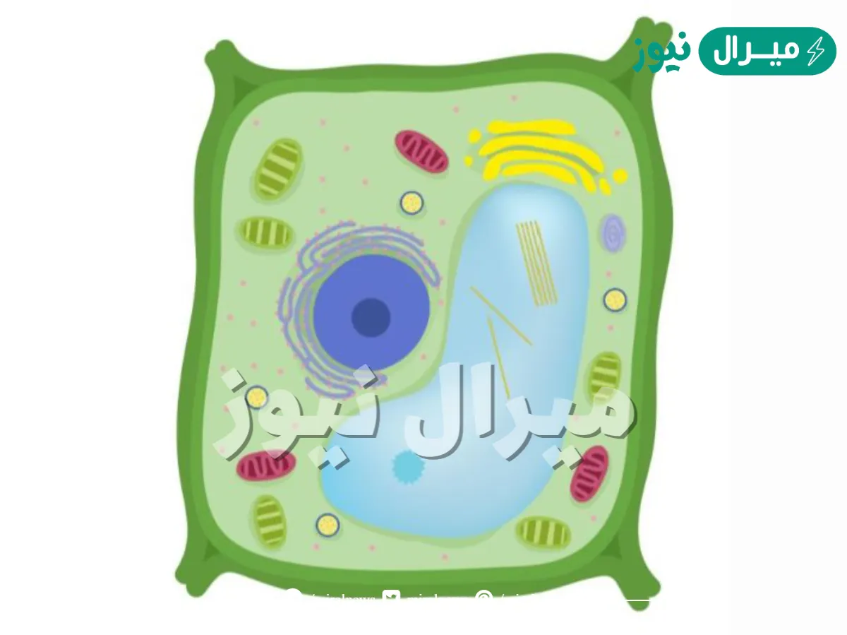 جميع الخلايا النباتية تتميز