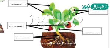 كيف اقارن بين اجزاء النبات المختلفه