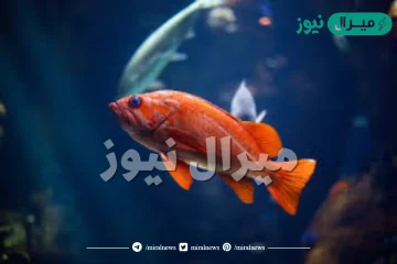 لا تحتاج الأسماك التي تعيش في الأعماق إلى مثانة العوم . صواب خطأ