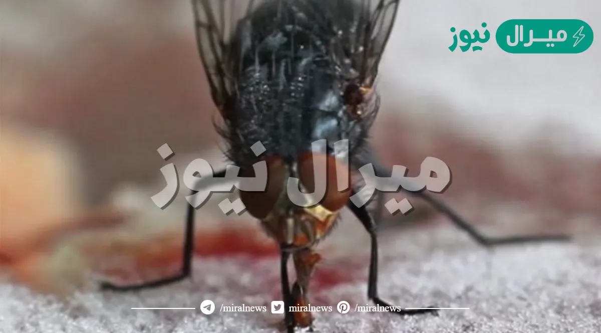 لسان الذبابة مُغَطًّى بشُعيرات صغيرة لا تُعَدُّ ولا تُحْصَى .