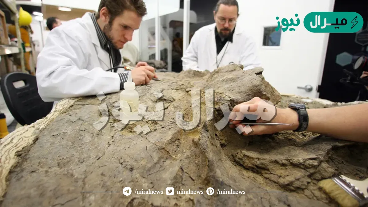 لماذا يستخدم الكربون المشع في علم الآثار