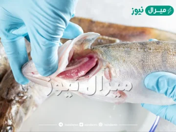 ما الخاصية التي تتمتع بها خياشيم الأسماك لزيادة فاعلية استخلاص الأكسجين من الماء ؟