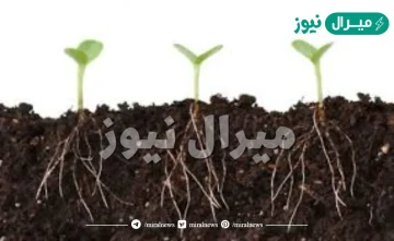ما جزء النبات المسؤول عن امتصاص الماء والأملاح من التربة؟