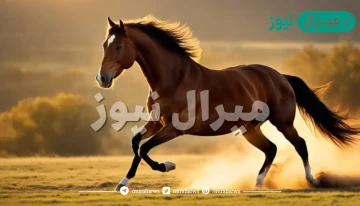 يصنف الحصان من