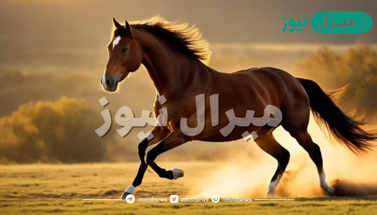 يصنف الحصان من