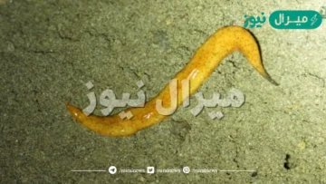 الديدان المفلطحة عديمة التجويف الجسمي.