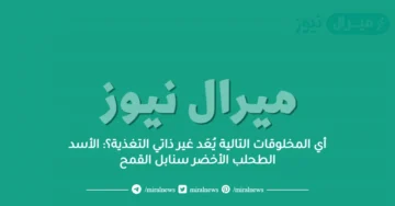 أي المخلوقات التالية يُعَد غير ذاتي التغذية؟: الأسد الطحلب الأخضر سنابل القمح