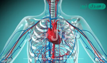 الأوعية الدموية التي تحمل الدم بعيدًا عن القلب هي …………….