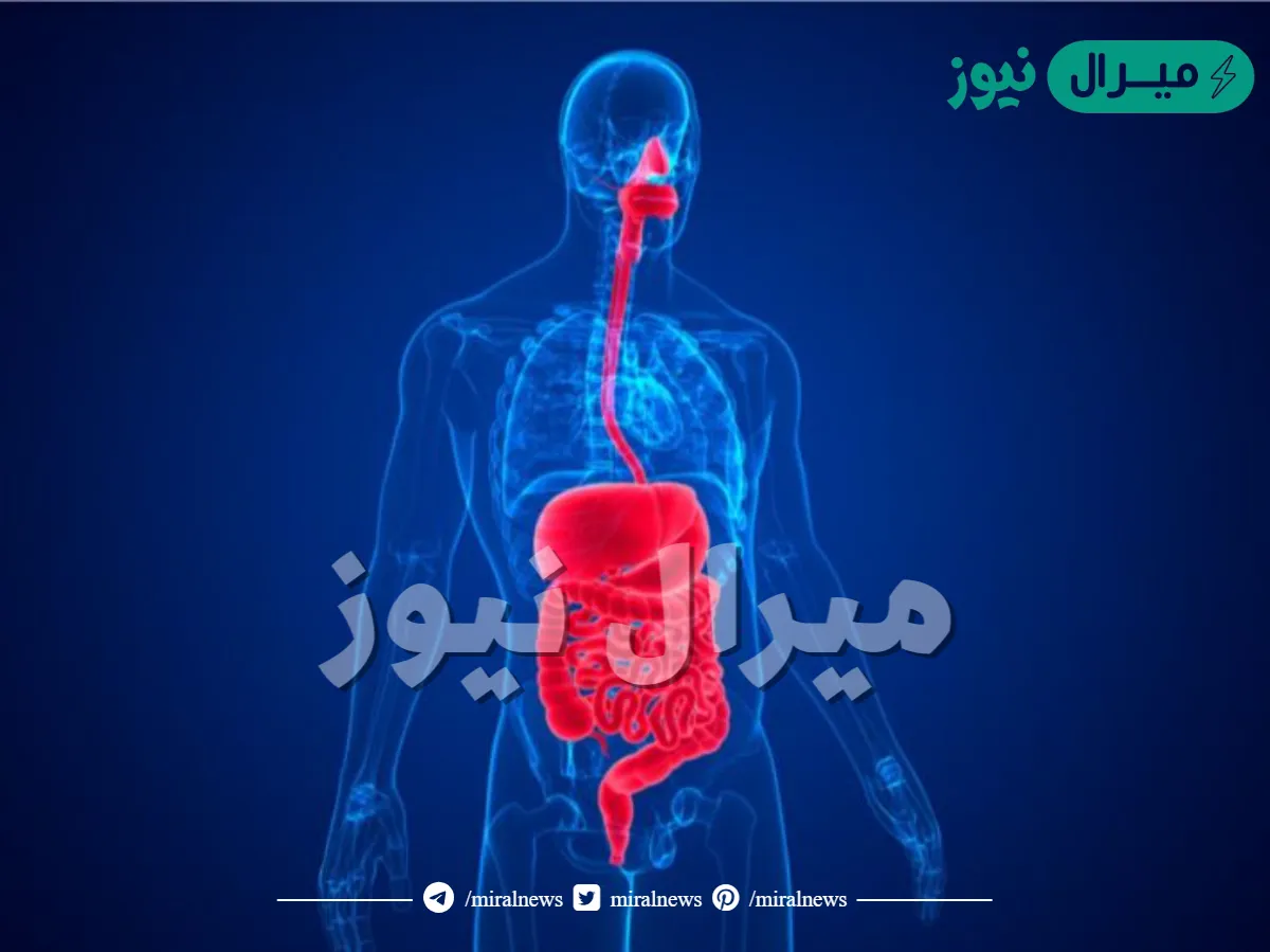 الجهاز الهضمي يتخلص من فضلات الخلايا في الدم، ويسيطر على حجم