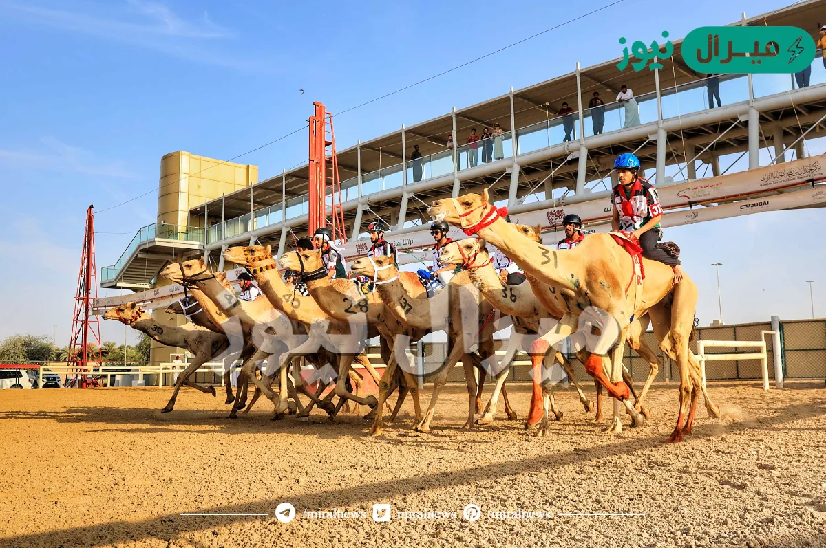السباقات التمهيدية تعلن اكتمال الجاهزية لنهائي ماراثون اليوم الوطني للهجن
