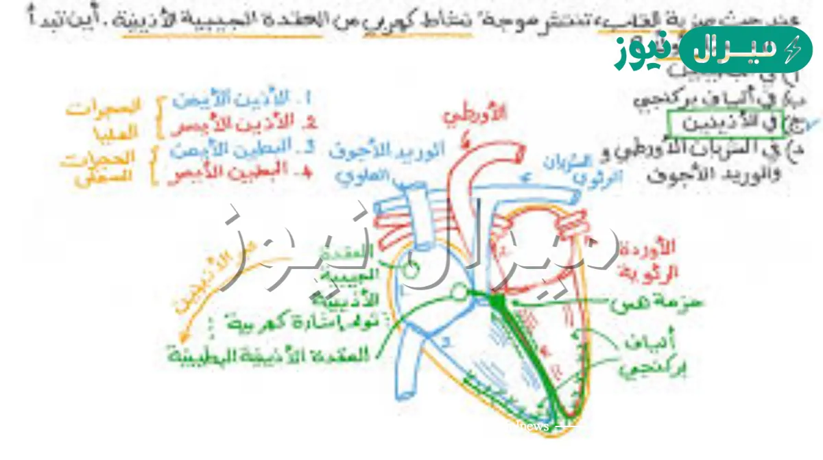 اين يدخل الدم الغني بالاكسجين اولا