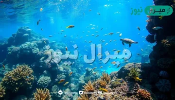 تحقق الشعب المرجانية التوازن البيئي البحري