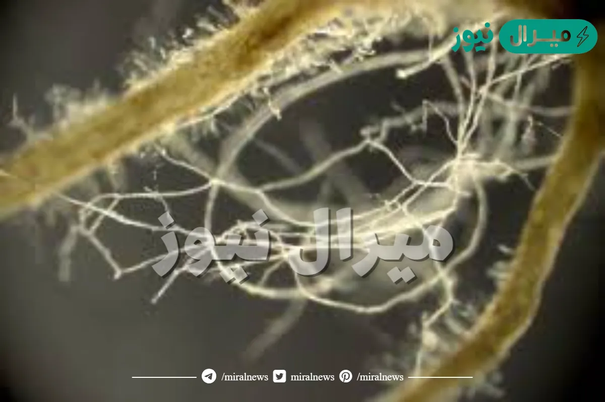 تكمن أهمية الفطريات الجذرية في