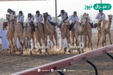 ثلاث فئات في ختام التمهيدي الثاني لماراثون رحلة الهجن