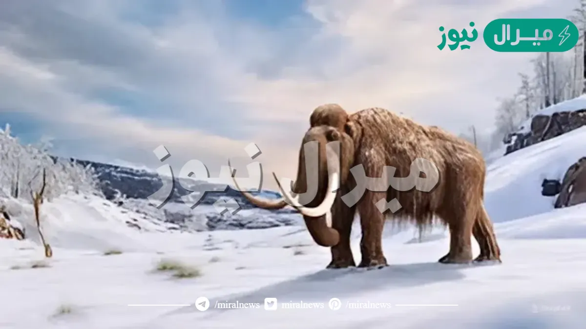 حيوان الماموث المنقرض حفظ في الجليد كاملًا وهو نوع من الأحافير . صواب خطأ