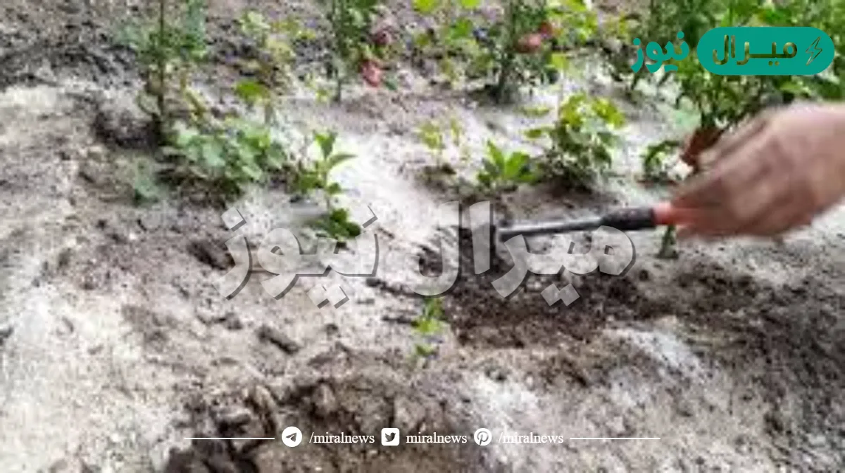 كيف تتاثر النباتات عندما تحتوي التربه على نسبه كبيره من الاملاح