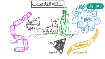 كيف تتكاثر الطلائعيات