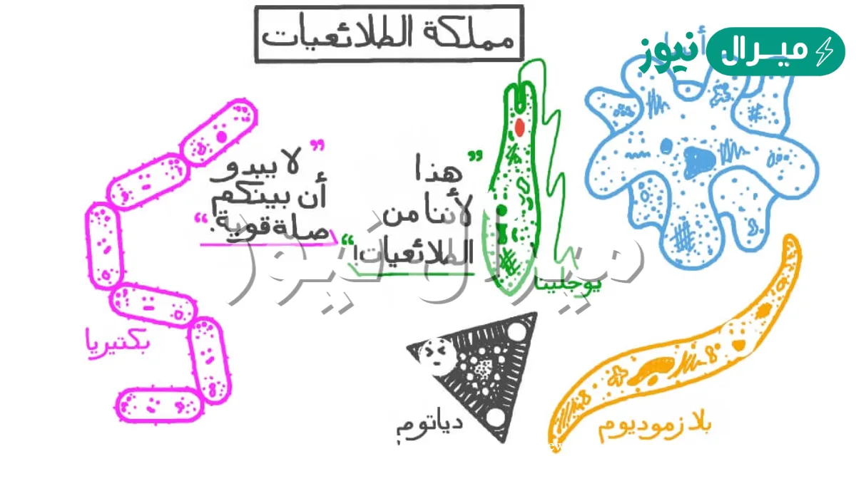 كيف تتكاثر الطلائعيات