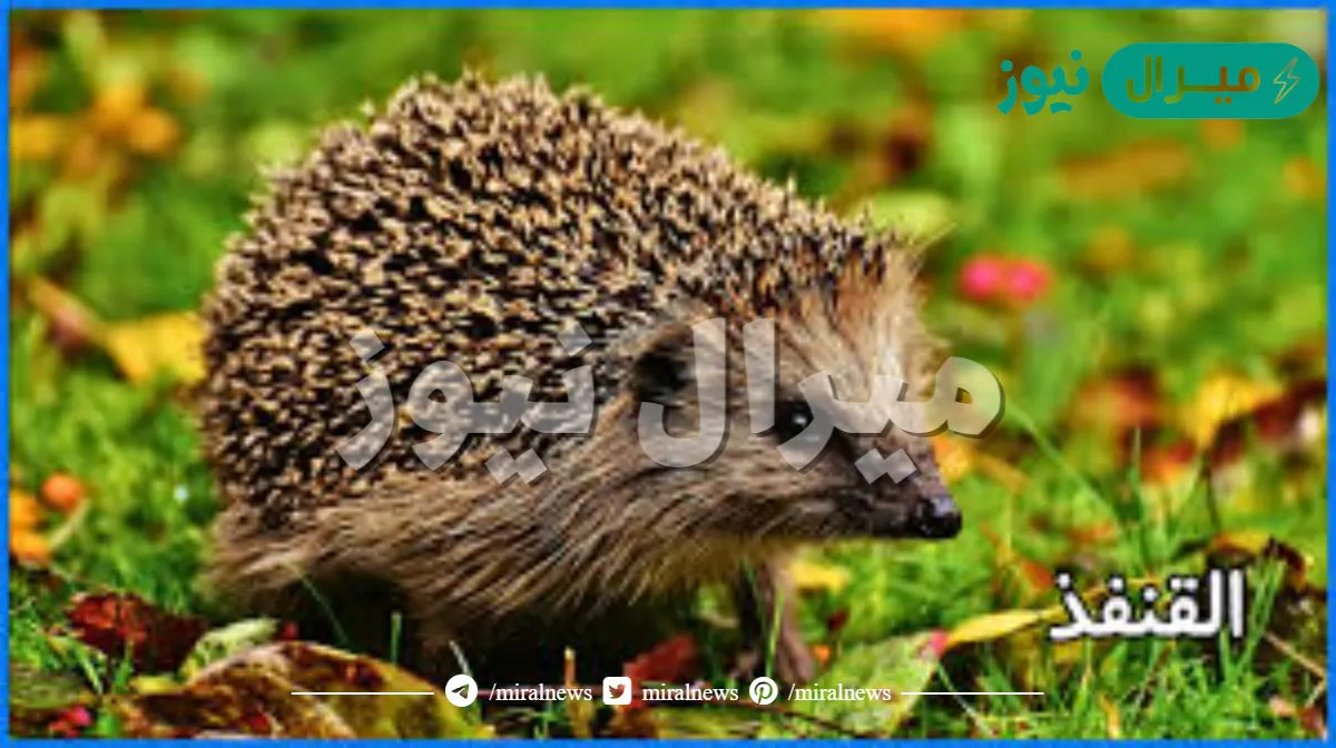 كيف تساعد الاشواك القنفذ على البقاء