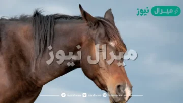 كيف ينام الحصان