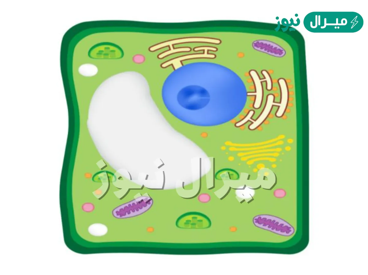 ما هي وظيفة الفجوات