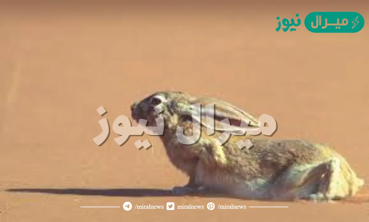 من تكيفات الارانب البريه