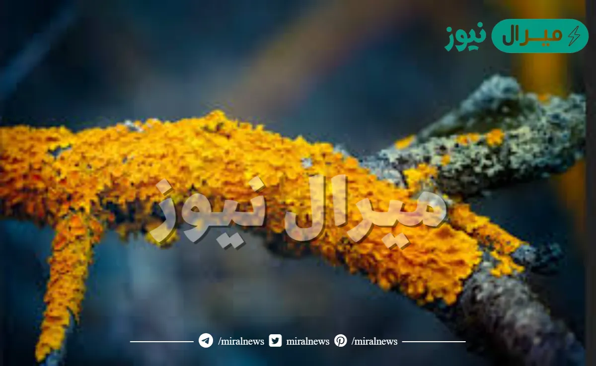 يمكن للأشنات أن تعيش في البيئة التي تكثر بها المصانع والأبخرة.