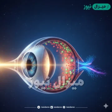 رتب تسلسل ما يحدث عند دخول الضوء إلى العين.