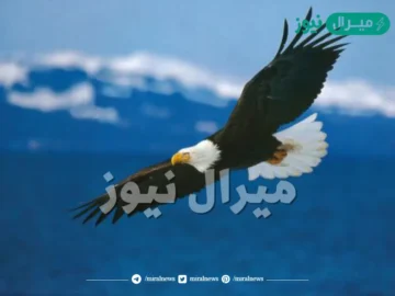 كم عمر النسر