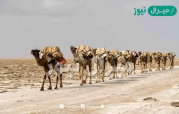 ما الاسم الذي يطلق على جماعة الابل التي تبلغ 50 الى 90 متن