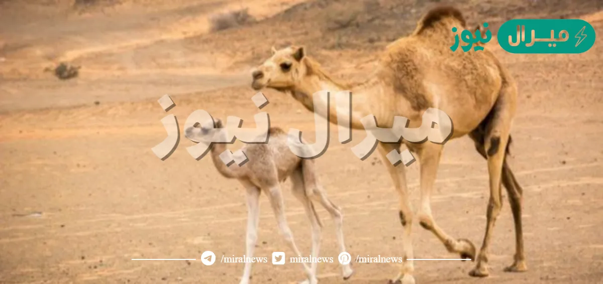 ماذا يطلق على الجمل عندما يكمل ثلاث سنوات