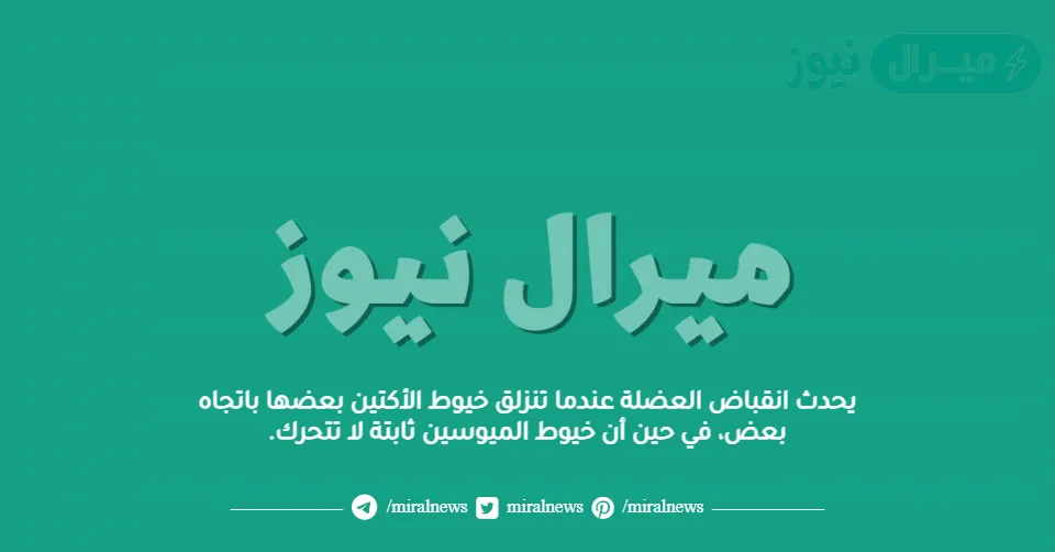يحدث انقباض العضلة عندما تنزلق خيوط الأكتين بعضها باتجاه بعض، في حين أن خيوط الميوسين ثابتة لا تتحرك.