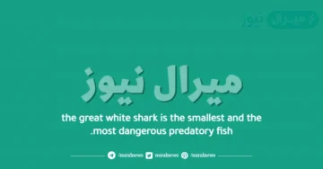 the great white shark is the smallest and the most dangerous predatory fish.