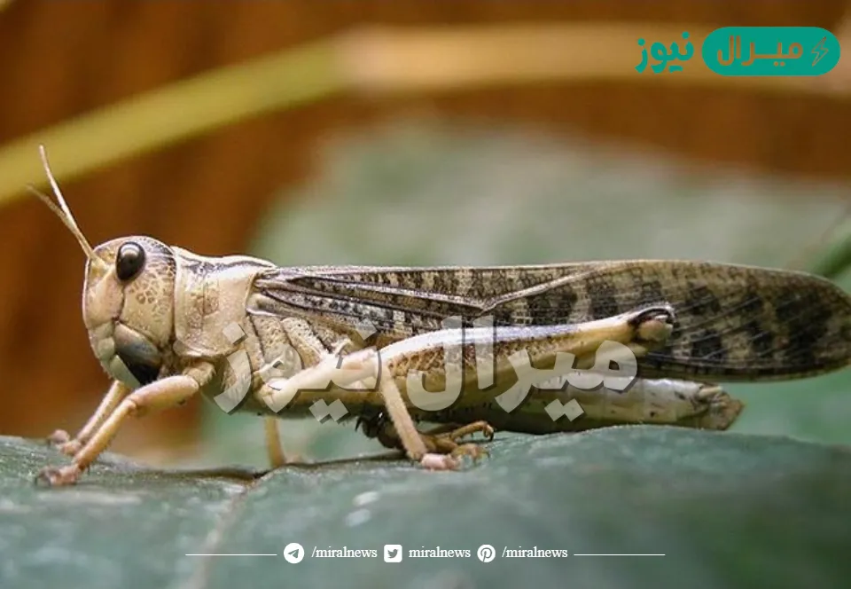 ما هو الجراد المدرع