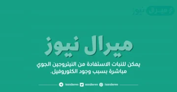 يمكن للنبات الاستفادة من النيتروجين الجوي مباشرة بسبب وجود الكلوروفيل.