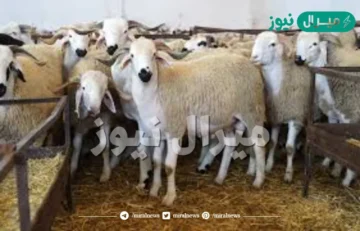 أسعار الأضاحي في السعودية والذبح والخدمة مجانًا بالمتاجر المختلفة